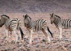 Richard Hall_Burchell's Zebra Namibia.jpg : Mammals, Namibia, Zebra